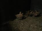 Kippen, Dieren en Toebehoren, Pluimvee, Meerdere dieren, Kip