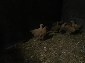 Kippen beschikbaar voor biedingen
