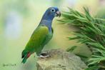 Pionus menstruus zwartoorpapegaai pop EK 25, Dieren en Toebehoren, Vogels | Parkieten en Papegaaien, Vrouwelijk, Papegaai, Geringd