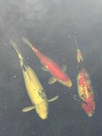 Koivijver met koi en filtersysteem, Karper of Koi