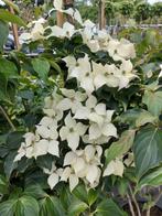 meerstammige Japanse kornoelje cornus milky way, Tuin en Terras, Planten | Bomen, Ophalen, In pot, Volle zon, Overige soorten