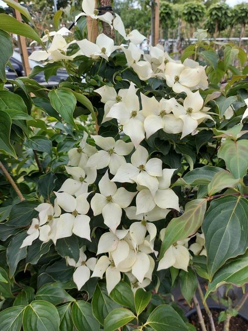 meerstammige Japanse kornoelje cornus milky way, Tuin en Terras, Planten | Bomen, Overige soorten, Volle zon, In pot, Ophalen