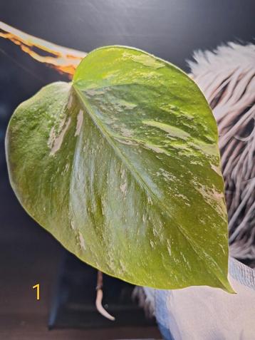 Monstera Variegata stek (met schade) beschikbaar voor biedingen