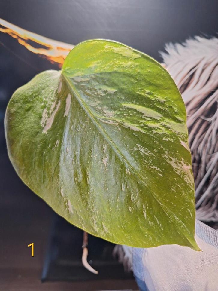 Monstera Variegata stek (met schade), Huis en Inrichting, Kamerplanten, Minder dan 100 cm, Halfschaduw, Ophalen of Verzenden