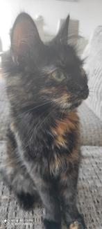 Ze is een prachtige kat en houdt van spelen. Vrouwelijk. Hij
