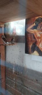 Dwerg uiltjes, Dieren en Toebehoren, Meerdere dieren