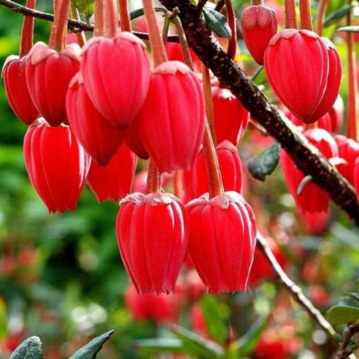 Crinodendron hookerianum Chileense lantaarnstruik rode bloem, Tuin en Terras, Planten | Tuinplanten, Vaste plant, Overige soorten