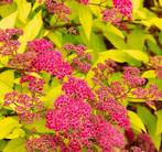 Spiraea Japonica Goldflame | P9 | Spierstruik, Tuin en Terras, Planten | Tuinplanten, Ophalen of Verzenden, Zomer, Overige soorten