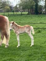 Prachtig lief Haflinger hengstveulen, Dieren en Toebehoren, Pony's, Hengst, Recreatiepony, 0 tot 2 jaar