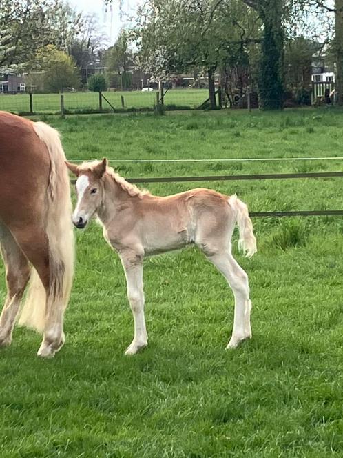 lief Haflinger hengstveulen, Dieren en Toebehoren, Pony's, Hengst, Recreatiepony, 0 tot 2 jaar, Met stamboom, Gechipt, Ontwormd