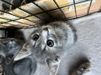 Kittens, Meerdere dieren, Ontwormd, 0 tot 2 jaar