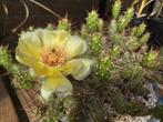 Opuntia Fragilis (stek), Ophalen, Volle zon, Overige soorten, Minder dan 100 cm