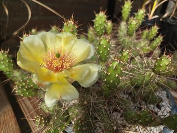 Opuntia Fragilis (stek) beschikbaar voor biedingen