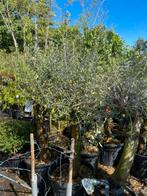 Olijf bomen grote kuip dikke stam van een meter dan de kruin, Tuin en Terras, Planten | Bomen, Bloeit niet, 100 tot 250 cm, Olijfboom
