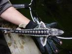 Diamant steur, Albino steur, Graskarpers, Winde, Goudvis., Dieren en Toebehoren, Vissen | Vijvervissen, Steur