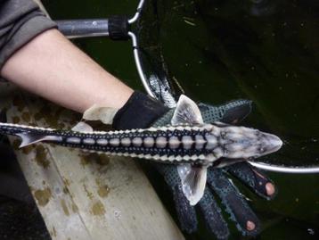 Diamant steur, Albino steur, Graskarpers, Winde, Goudvis. beschikbaar voor biedingen