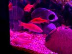 Albino Corydora, Vis