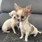 Raszuivere chiuahua pupys langharige en 1 kortharige 8 weken, CDV (hondenziekte), 8 tot 15 weken, Teef, Meerdere