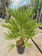 Palm, Chamaerops humilis, winterhard, Ophalen, Bloeit niet, Overige soorten, Volle zon