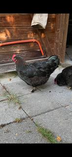 Marans kip, Dieren en Toebehoren, Pluimvee, Vrouwelijk, Kip