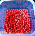 Bakje met bloedkoraal, Ophalen of Verzenden, Overige materialen