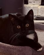 Kitten te koop 4 maanden oud, Dieren en Toebehoren, Katten en Kittens | Overige Katten, Poes, Kortharig, 0 tot 2 jaar