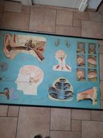 The Organs of hearing and balance. Het oor., Ophalen of Verzenden, Natuur en Biologie
