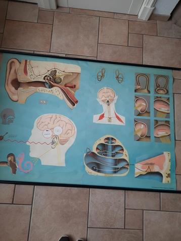 The Organs of hearing and balance. Het oor.  beschikbaar voor biedingen