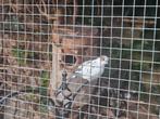 Bonte diamant duif ruilen voor doffer., Mannelijk, Tropenvogel