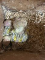 Fischeri Jonkies, Dieren en Toebehoren, Geslacht onbekend, Dwergpapegaai of Agapornis, Geringd