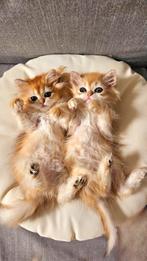 Britse luxe kittens Black Silver en Golden shell. STAMBOMEN, Kater, Ontwormd