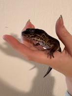 Pure Blacknight luipaard gekko 1.0, Dieren en Toebehoren, Reptielen en Amfibieën, Hagedis, 0 tot 2 jaar