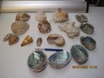 diverse schelpen in 1 koop (349), Ophalen of Verzenden, Schelp(en)