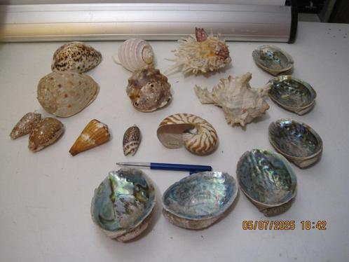 diverse schelpen in 1 koop (349), Verzamelen, Mineralen en Fossielen, Schelp(en), Ophalen of Verzenden