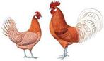 Broedeieren friese hoen / fries hoender geelwitpel, Geslacht onbekend, Kip