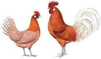Broedeieren friese hoen / fries hoender geelwitpel, Dieren en Toebehoren, Pluimvee, Kip, Geslacht onbekend