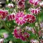 Akelei 'Nora Barlow' zaden, Overige soorten, Vaste plant, Ophalen of Verzenden, Halfschaduw