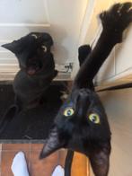 Liefdevolle zusjes kittens – gratis af te halen, Dieren en Toebehoren, Poes, Ontwormd