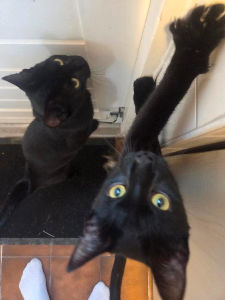 Liefdevolle zusjes kittens – gratis af te halen, Dieren en Toebehoren, Katten en Kittens | Raskatten | Korthaar, Poes, Ontwormd