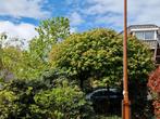 2 x Acer globosum op stam, Tuin en Terras, Planten | Bomen, Ophalen