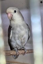 Te koop / ruil, Dieren en Toebehoren, Vogels | Parkieten en Papegaaien, Vrouwelijk, Parkiet