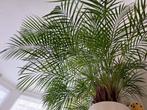 prachtige grote palm, Huis en Inrichting, Kamerplanten, Ophalen, Palm, Halfschaduw, In pot