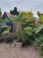 Vrouwelijke Trachycarpus Wagnerianus., Tuin en Terras, Planten | Bomen, Ophalen, Volle zon, Palmboom, 100 tot 250 cm