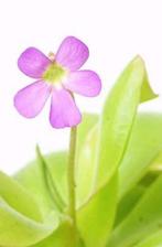 Vetblad (Pinguicula 'Guatemala'), Bloeiende kamerplant, Ophalen of Verzenden, Overige soorten, Minder dan 100 cm