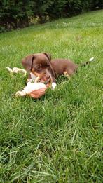 Lieve jack russel pup (teef), Dieren en Toebehoren, Honden | Jack Russells en Terriërs, Jack Russell Terriër, 8 tot 15 weken, Meerdere