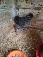 Jonge zijdehoender, Dieren en Toebehoren, Pluimvee, Geslacht onbekend, Kip