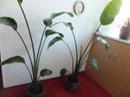 mooi Strelitzia Nicolai 2x, Huis en Inrichting, Kamerplanten, Ophalen, Overige soorten, 150 tot 200 cm