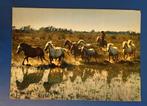 Frankrijk gelopen kaart wilde paarden 1978, Verzamelen, Ansichtkaarten | Dieren, Paard, Gelopen, 1960 tot 1980, Ophalen of Verzenden