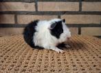 Cavia's,  US Teddy zwartbont,  beertjes, Cavia, Mannelijk, December, Tam