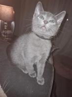 Blauwe rus katertje met stamboom, Dieren en Toebehoren, Kater, Gechipt, 0 tot 2 jaar